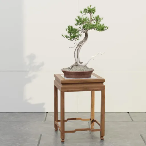 Serenity Pine Bonsai