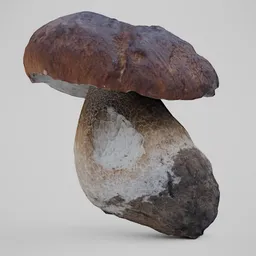 Cep Mushroom