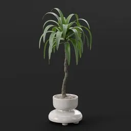 Plant