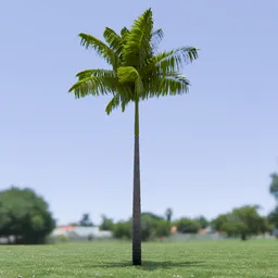 Imperial Palm Tree Animated