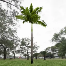Imperial Palm Tree Animated