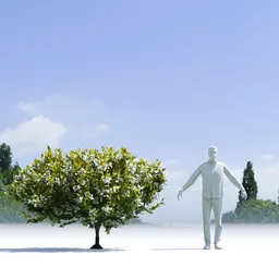 Tree Orange Choisaya