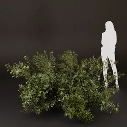 SJ-Evening Sunset Light Bush