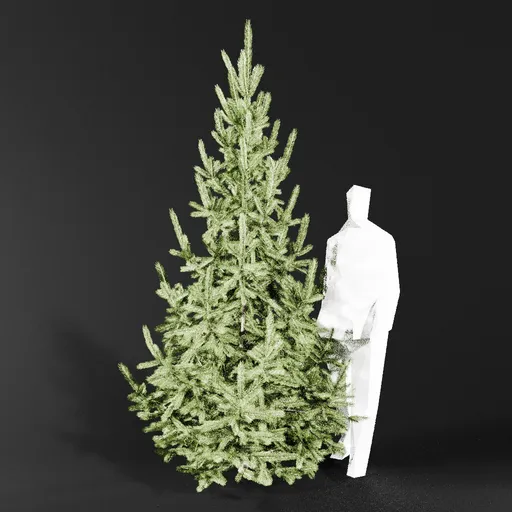 Norway Spruce Picea Abies 2.8m