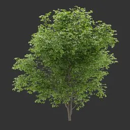 Shrub Plant