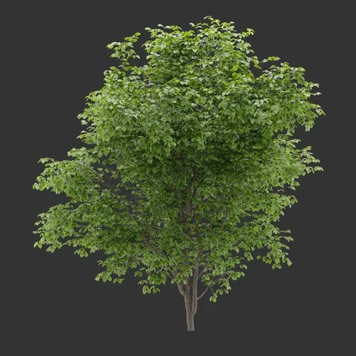 Shrub Plant