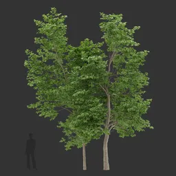 Twin Trunk Green Tree