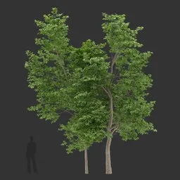 Tall tree Colloction