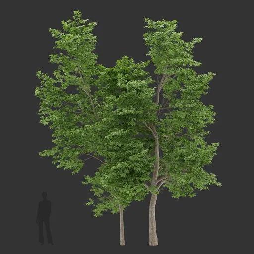 Tall tree Colloction