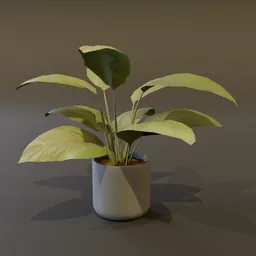 Broadleaf Lilly Potted Young