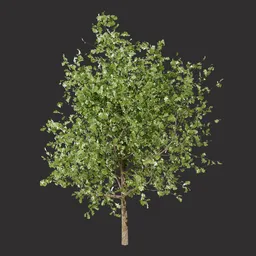 Realistic Oak Tree
