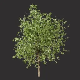 Realistic Oak Tree
