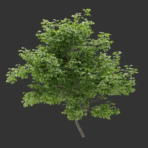 Simple Shrub Plant