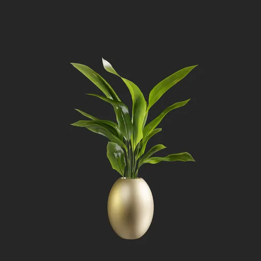 Plant