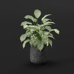 Potted Plant