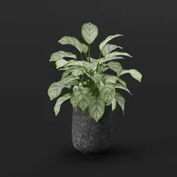 Potted Plant