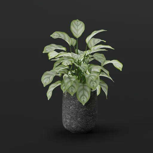 Potted Plant