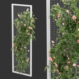 Fence Ivy Rose Plant