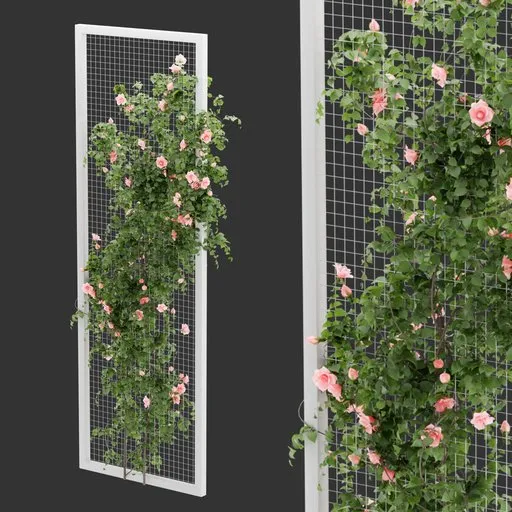 Fence Ivy Rose Plant