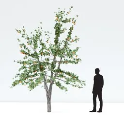 Highly detailed 3D apple tree with red fruits and green leaves, compatible with Blender 3D rendering.