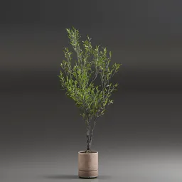 Indoor Plant Olive