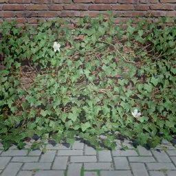 Realistic 3D ivy creeper model for Blender, ideal for game environments and detailed scenes.