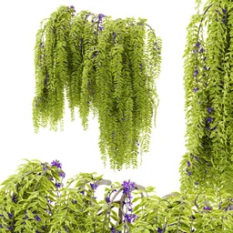 flower hanging wall plant