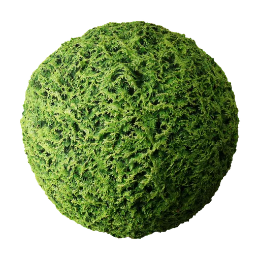 Conifer
