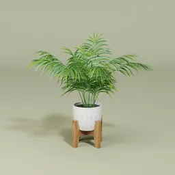 Palm plant