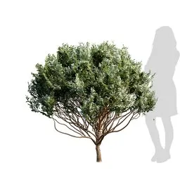 Small Plant - Cistus Albidus