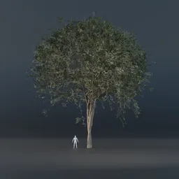 Oak Tree - Thin Trunk (Summer)
