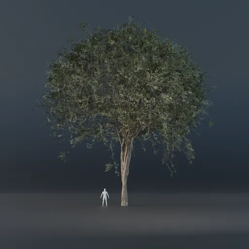 Oak Tree - Thin Trunk (Summer)