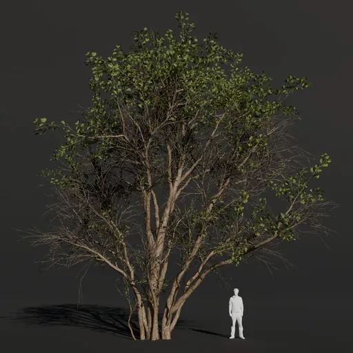 Black Alder Large