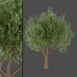 Landscape Green Tree