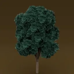Teal leaved tree