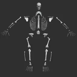 Human male mud skeleton bones