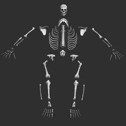 Human male mud skeleton bones