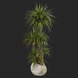 Yucca