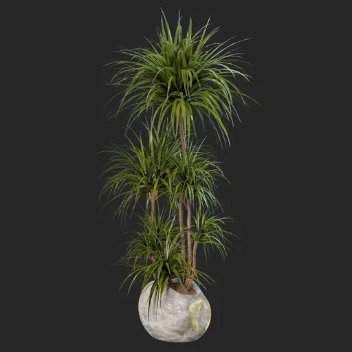 Yucca