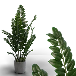 "Zamioculcas 3D model for Blender 3D software. Hand-painted textures bring lush, minimalistic aesthetic to this indoor plant. Rendered in Redshift by Mór Adler and Adrienn Henczné Deák with foliage and fern features."