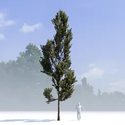 Coniferous Tree