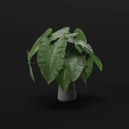 Elephant Ear Taro Large Var Potted