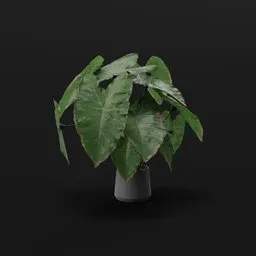 Elephant Ear Taro Large Var Potted