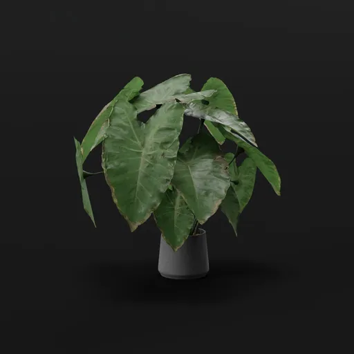 Elephant Ear Taro Large Var Potted