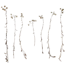 Anaphalis nepalensis Atlas