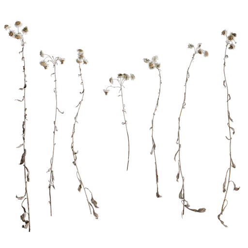 Anaphalis nepalensis Atlas