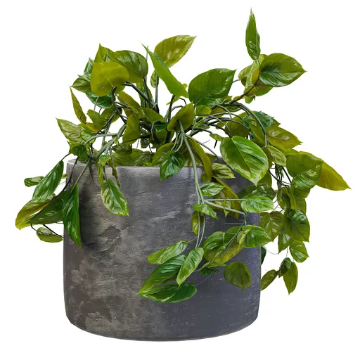Trailing Vine