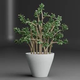 Potted Succulent Plant