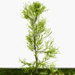 Mature Tree