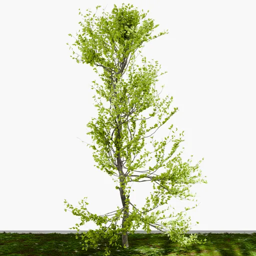 Mature Tree